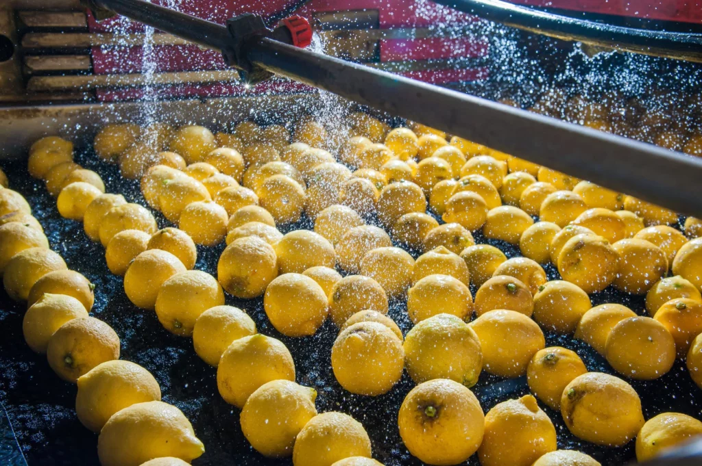 Lemons Being Washed During Processing In The South African Citrus Industry, Highlighting The Need For Effective Water Treatment.