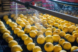 Lemons Being Washed During Processing In The South African Citrus Industry, Highlighting The Need For Effective Water Treatment.