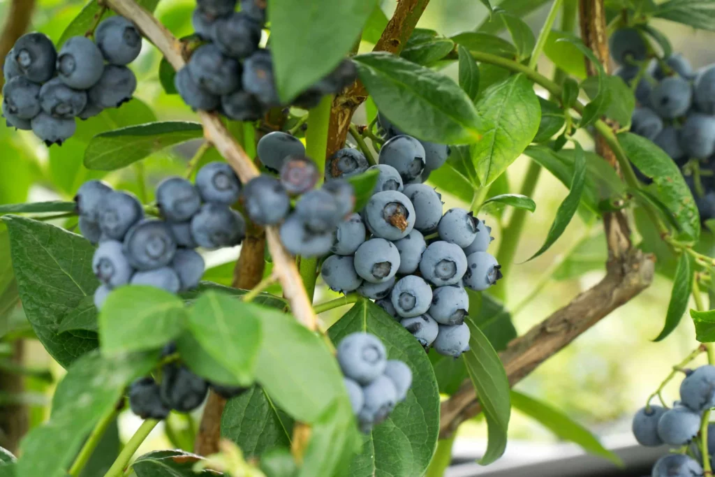 Blueberry Crop Showing The Importance Of Proper Agricultural Water Treatment.