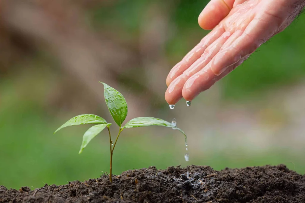 Plant On A Farm Being Hand-Irrigated With Water Treated Using Liquid Waste Management Solutions